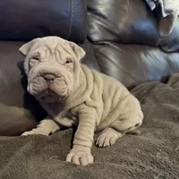 Romeo, a male Chinese Shar-Pei for sale in Wichita, KS – Photo 7 of 10