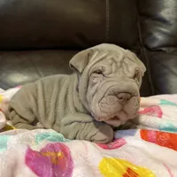 Romeo, a male Chinese Shar-Pei for sale in Wichita, KS – Photo 5 of 10