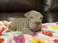 Romeo, a male Chinese Shar-Pei for sale in Wichita, KS – Photo 5 of 10