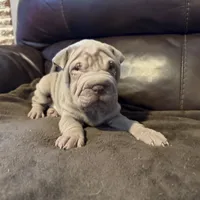 Romeo, a male Chinese Shar-Pei for sale in Wichita, KS – Photo 8 of 10