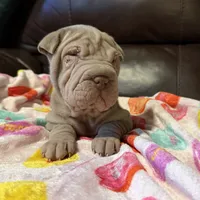 Romeo, a male Chinese Shar-Pei for sale in Wichita, KS – Photo 3 of 10