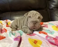 Romeo, a male Chinese Shar-Pei for sale in Wichita, KS – Photo 4 of 10