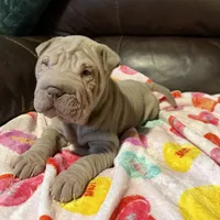 Romeo, a male Chinese Shar-Pei for sale in Wichita, KS – Photo 2 of 10