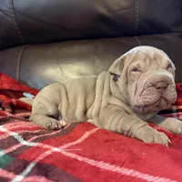 Romeo, a male Chinese Shar-Pei for sale in Wichita, KS – Photo 10 of 10