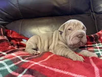 Romeo, a male Chinese Shar-Pei for sale in Wichita, KS – Photo 10 of 10