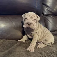 Romeo, a male Chinese Shar-Pei for sale in Wichita, KS – Photo 6 of 10