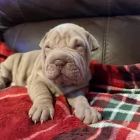 Romeo, a male Chinese Shar-Pei for sale in Wichita, KS – Photo 9 of 10