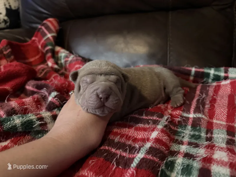 Peter – Chinese Shar-Pei puppy for sale in Wichita, KS