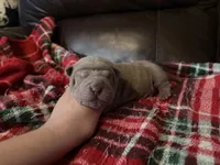 Peter, a male Chinese Shar-Pei for sale in Wichita, KS – 1 of 5