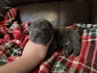 Natasha , a female Chinese Shar-Pei for sale in Wichita, KS – 3 of 5