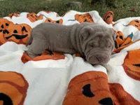 Pepper, a female Miniature Shar-Pei for sale in Wichita, KS – 4 of 6