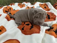 Pepper, a female Miniature Shar-Pei for sale in Wichita, KS – 6 of 6