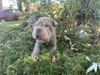 Plum - Hold, a female Chinese Shar-Pei for sale in Wichita, KS – Photo 4 of 9