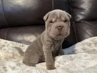 Plum - Hold, a female Chinese Shar-Pei for sale in Wichita, KS – Photo 5 of 9