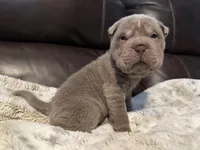 Plum - Hold, a female Chinese Shar-Pei for sale in Wichita, KS – Photo 7 of 9