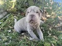 Plum - Hold, a female Chinese Shar-Pei for sale in Wichita, KS – Photo 3 of 9