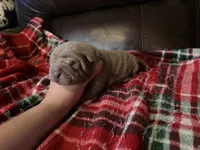 Peter, a male Chinese Shar-Pei for sale in Wichita, KS – 4 of 5