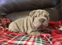 Diana, a female Chinese Shar-Pei for sale in Wichita, KS – 2 of 5