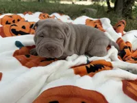 Pepper, a female Miniature Shar-Pei for sale in Wichita, KS – 2 of 6