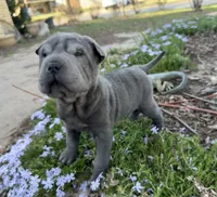 Minnie, a female Chinese Shar-Pei for sale in Wichita, KS – Photo 3 of 6