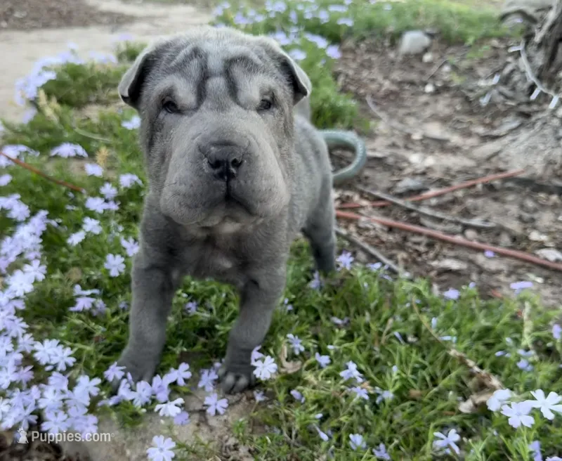 Minnie – Chinese Shar-Pei puppy for sale in Wichita, KS