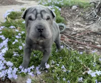 Minnie, a female Chinese Shar-Pei for sale in Wichita, KS – Photo 1 of 6