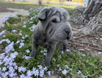 Minnie, a female Chinese Shar-Pei for sale in Wichita, KS – Photo 4 of 6