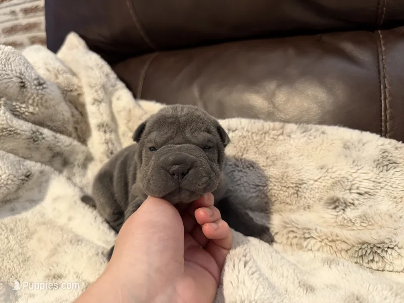 Gwen – Miniature Shar-Pei puppy on hold in Wichita, KS