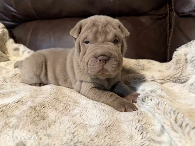 Pepper – Chinese Shar-Pei puppy for sale in Wichita, KS