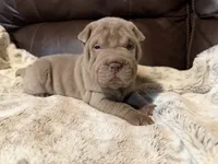 Pepper, a female Chinese Shar-Pei for sale in Wichita, KS – 1 of 10