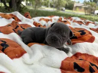 Marvel, a male Miniature Shar-Pei for sale in Wichita, KS – 6 of 10