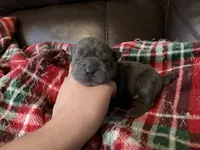Marvel, a male Chinese Shar-Pei for sale in Wichita, KS – 3 of 5