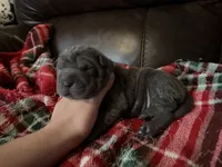 Natasha , a female Chinese Shar-Pei for sale in Wichita, KS – 4 of 5
