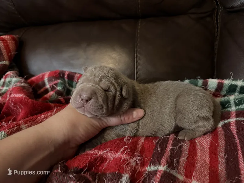 Pepper – Chinese Shar-Pei puppy on hold in Wichita, KS