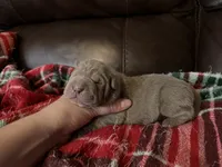 Pepper, a female Chinese Shar-Pei for sale in Wichita, KS – 1 of 5