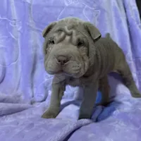 Belle, a female Chinese Shar-Pei for sale in Wichita, KS – Photo 3 of 5