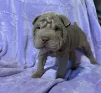 Belle, a female Chinese Shar-Pei for sale in Wichita, KS – Photo 3 of 5