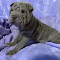 Belle, a female Chinese Shar-Pei for sale in Wichita, KS – Photo 1 of 5