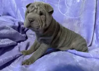 Belle, a female Chinese Shar-Pei for sale in Wichita, KS – Photo 1 of 5