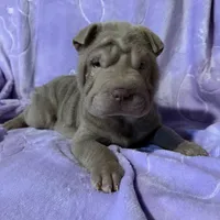 Belle, a female Chinese Shar-Pei for sale in Wichita, KS – Photo 4 of 5