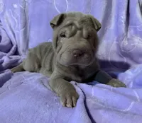 Belle, a female Chinese Shar-Pei for sale in Wichita, KS – Photo 4 of 5