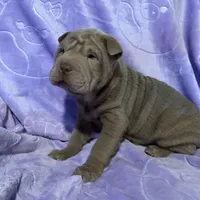 Belle, a female Chinese Shar-Pei for sale in Wichita, KS – Photo 5 of 5