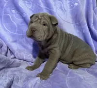 Belle, a female Chinese Shar-Pei for sale in Wichita, KS – Photo 5 of 5