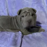 Belle, a female Chinese Shar-Pei for sale in Wichita, KS – Photo 2 of 5