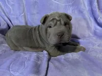 Belle, a female Chinese Shar-Pei for sale in Wichita, KS – Photo 2 of 5