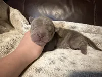 Pistachio, a male Miniature Shar-Pei for sale in Wichita, KS – 2 of 2