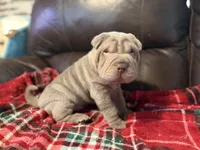 Hal, a male Chinese Shar-Pei for sale in Wichita, KS – 2 of 5
