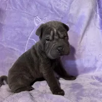 Rapunzel, a female Chinese Shar-Pei for sale in Wichita, KS – Photo 1 of 5