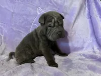 Rapunzel, a female Chinese Shar-Pei for sale in Wichita, KS – Photo 2 of 5