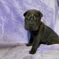 Rapunzel, a female Chinese Shar-Pei for sale in Wichita, KS – Photo 5 of 5